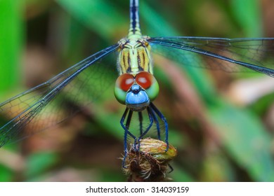Macro dragonfly,dragonfly,Insects