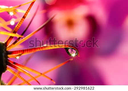 Macro of droplets with sparkle and reflection of pink flower on cactus's spine