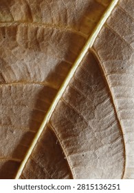 Macro Dry Brown Leaf Texture with Shadow and Veins

Artistic close up of dry autumn leaf with dramatic shadow and detailed veins. Natural rustic texture background.