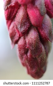 Macro Of Edward Viii Spring Currant Bloom