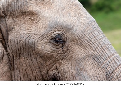 Macro of an elephant with the focus on the eye - Shutterstock ID 2229369317