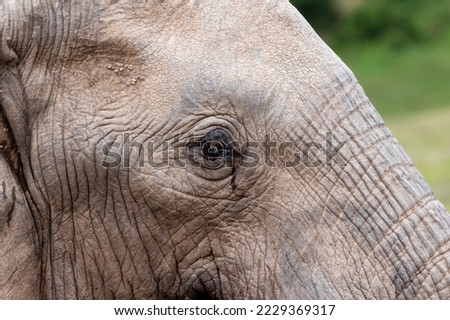 Macro of an elephant with the focus on the eye