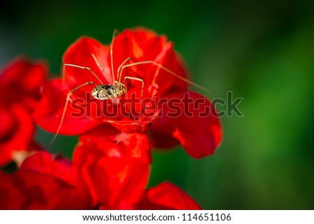 Macro, extreme close-up image of a Daddy Longlegs, or Phalangium opilio harvestman, sitting on a red flower.