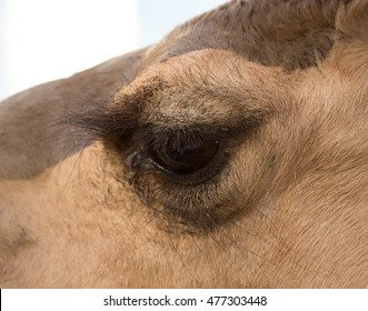 Camel Eyes Images Stock Photos Vectors Shutterstock