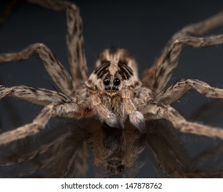 Macro of the face and head of a wolf spider (Hogna radiata) from Spain