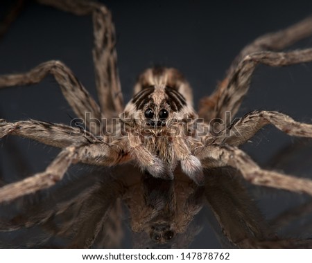 Macro of the face and head of a wolf spider (Hogna radiata) from Spain