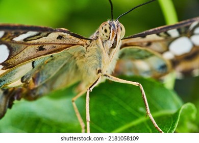 Macro Of Face On Brown Clipper Butterfly