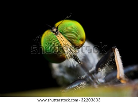 Foto Bild Schmeißfliegen Tier Fliege