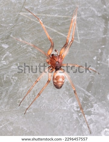 Macro of a False Black Widow Cupboard Spider (Steatoda grossa) with brown, red, and white markings. Long Island, New York, USA