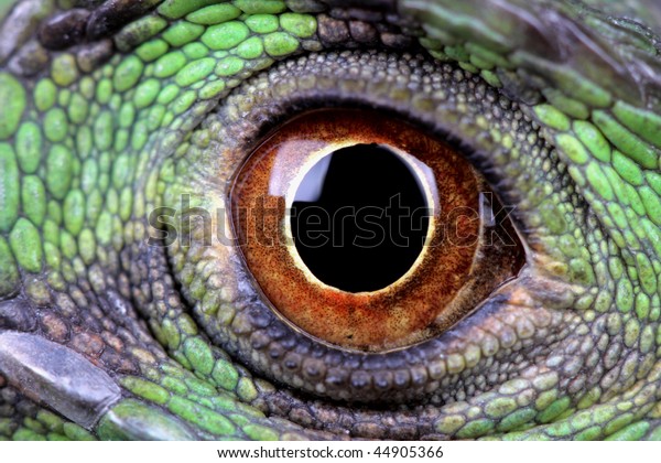 a macro of a\
fantastic green iguana eye