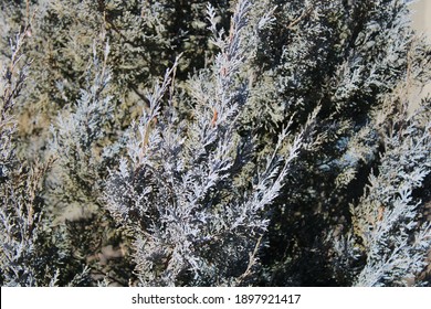 Macro Of Fascicle Leaves On An Evergreen Tree