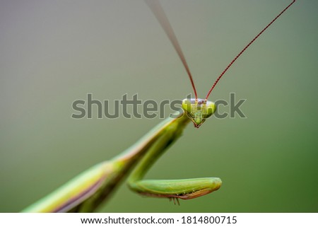 Macro of female european mantis or praying mantis, mantis religiosa. Green praying mantis, close up