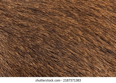 Macro Of Female Red Deer Hair