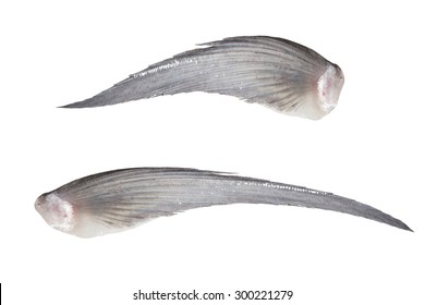 Macro Fin Fish Isolated On White Background With Clipping Path.