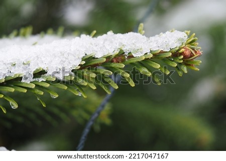 Macro with Fir Branch with Snow Surface