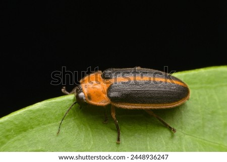 Macro fireflies are beautiful and light up at night.