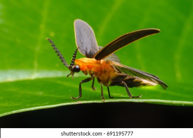 Macro Firefly