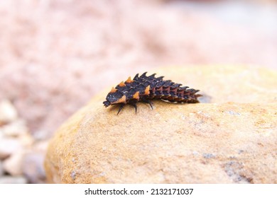 A Macro Of Firefly Larvae On A Stone