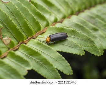 Macro The Firefly On Green Leaf