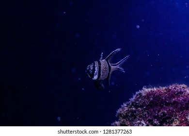 Macro Fish Pterapogon Kauderni (Apogonidae) Close Up