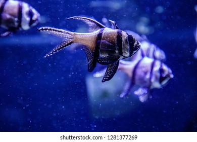 Macro Fish Pterapogon Kauderni (Apogonidae) Close Up