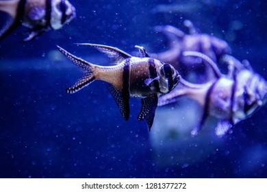 Macro Fish Pterapogon Kauderni (Apogonidae) Close Up