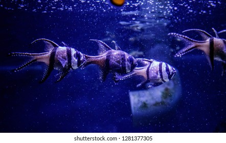 Macro Fish Pterapogon Kauderni (Apogonidae) Close Up