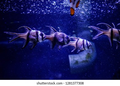 Macro Fish Pterapogon Kauderni (Apogonidae) Close Up