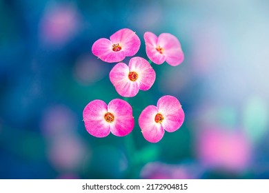 Macro of five pink Crown-Of-Thorns flowers against turquoise background with out-of-focus pink blurred flowers. Tiny tropical flowers