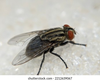 Macro Of Flies Insect On White Sugar Texture. Selective Focus.