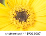 macro flower