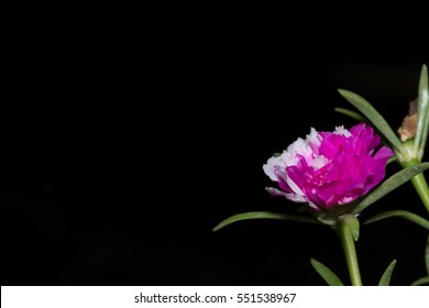 macro Flower