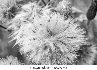 Macro flower