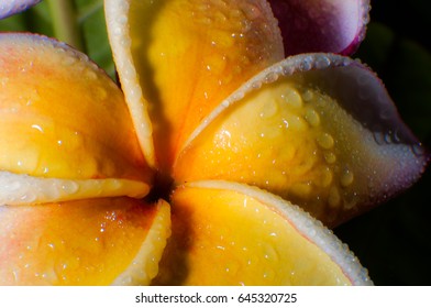 macro flower