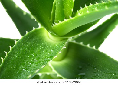 Macro Of Flower Aloe