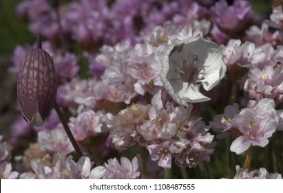 Macro Flower In Bloom