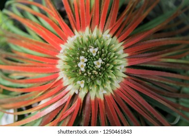 Macro Flower Bloom