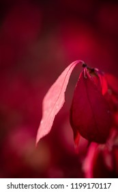 Macro Flower Fall