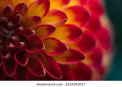 Macro of flower petals. Colorful flower. Macro shot. Floral background. Flower petals. Macro Nature. Flower blooming. Macro flowers. - Powered by Shutterstock