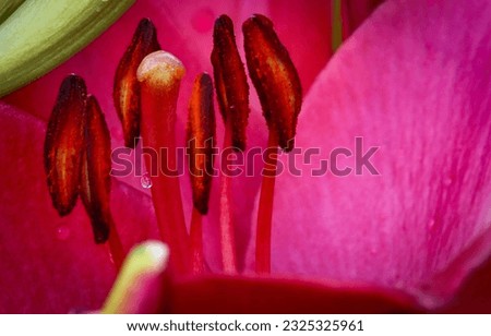 macro of a flower pistil
