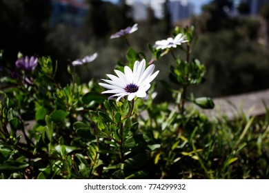 Macro Flower Pt