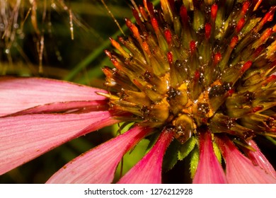 Macro Of Flowers
