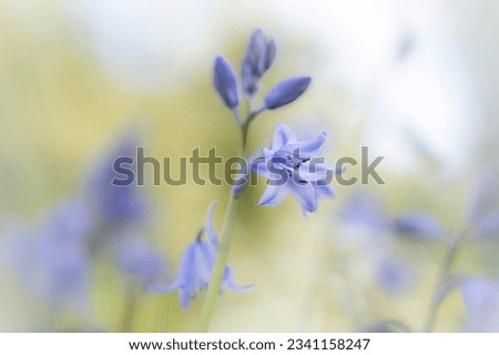 macro flowers bluebell blue color dreamy