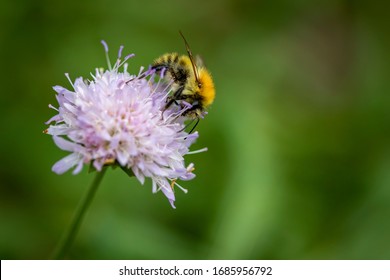 Macro flowers and insects photography