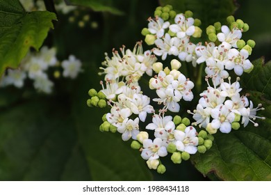 Macro Of Flowers On A Arrowwood Viburnum Shrub