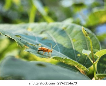 macro flowers, macro photography, bug, spider, spider web, fly, mosquito, animal, animal in the wild, branch, green leaves, insect, nature, tree, wild life, background, beautiful, close, close-up, 