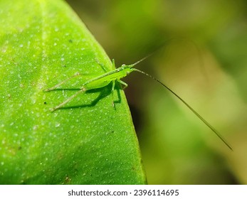macro flowers, macro photography, bug, spider, spider web, fly, mosquito, animal, animal in the wild, branch, green leaves, insect, nature, tree, wild life, background, beautiful, close, close-up, 