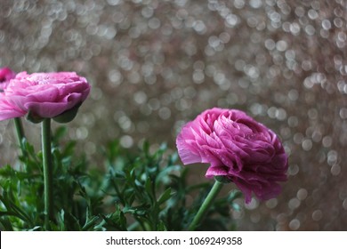 Macro flowers ranunculus bokeh background