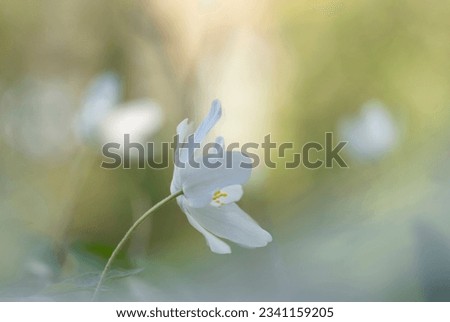 Image, Stock Photo for all girls Garden