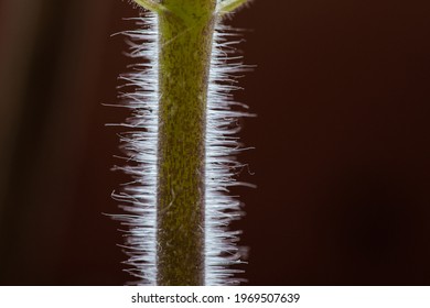 Macro Of Fluffy Tomato Plant Stem.